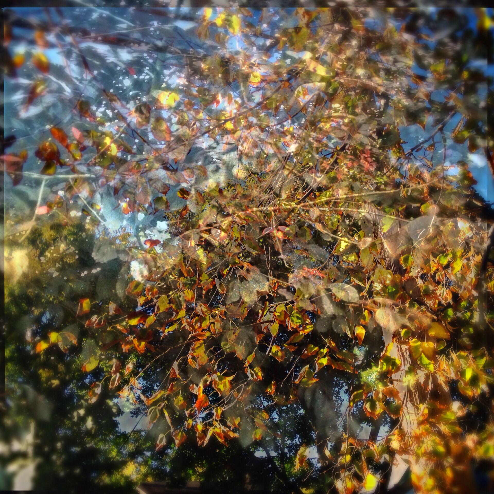 1920x1920 Sketches Candy Kuehn Studio - Fall Tree Sketch