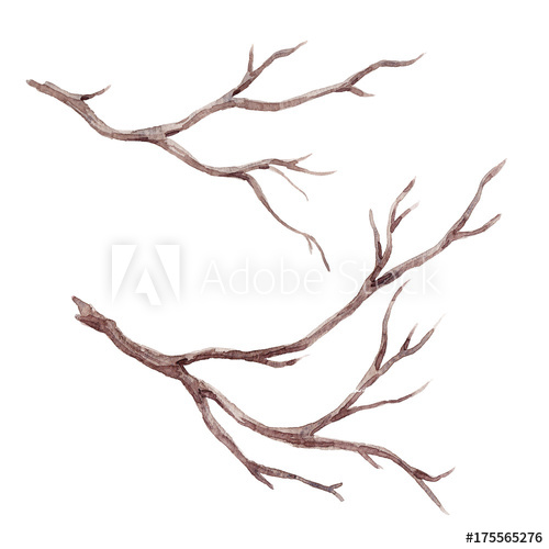 500x500 Watercolor Fall Tree Branch - Fall Tree Sketch