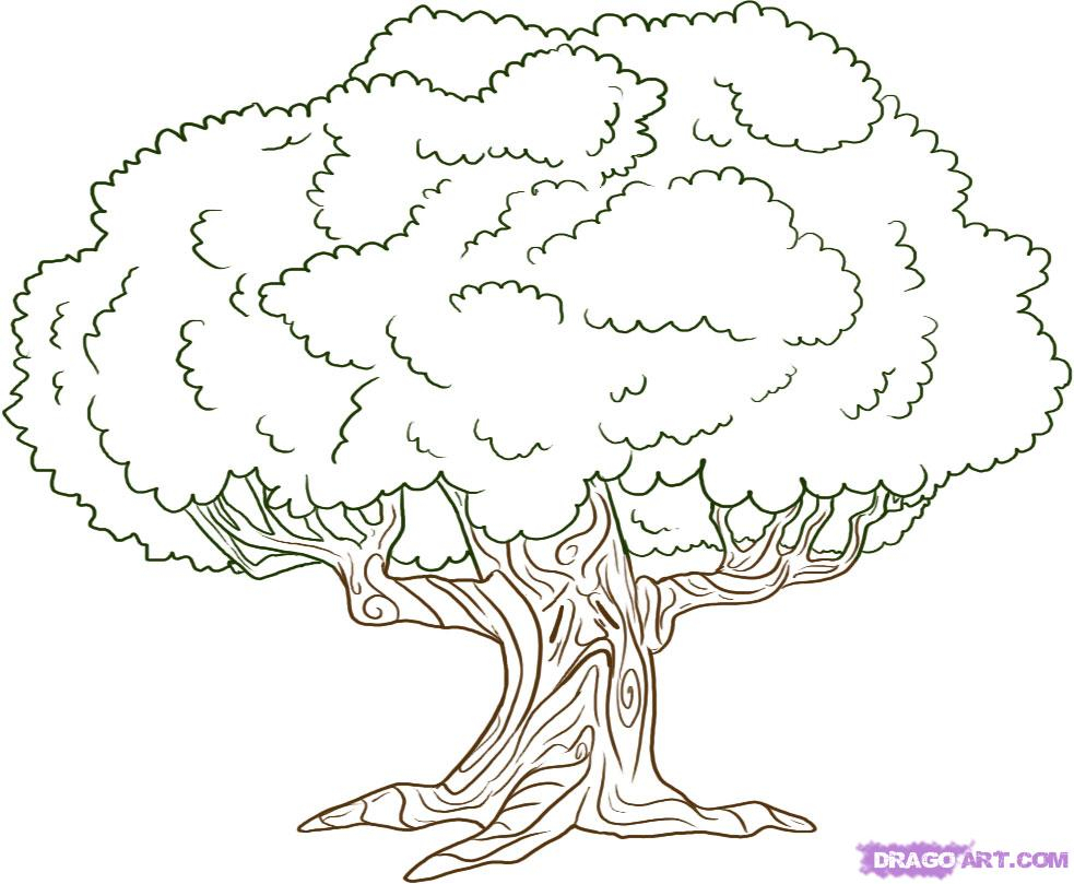 983x809 A Drawing Of A Tree How To Draw An Oak Tree, Step By Step, Trees - Family Tree Sketch Free