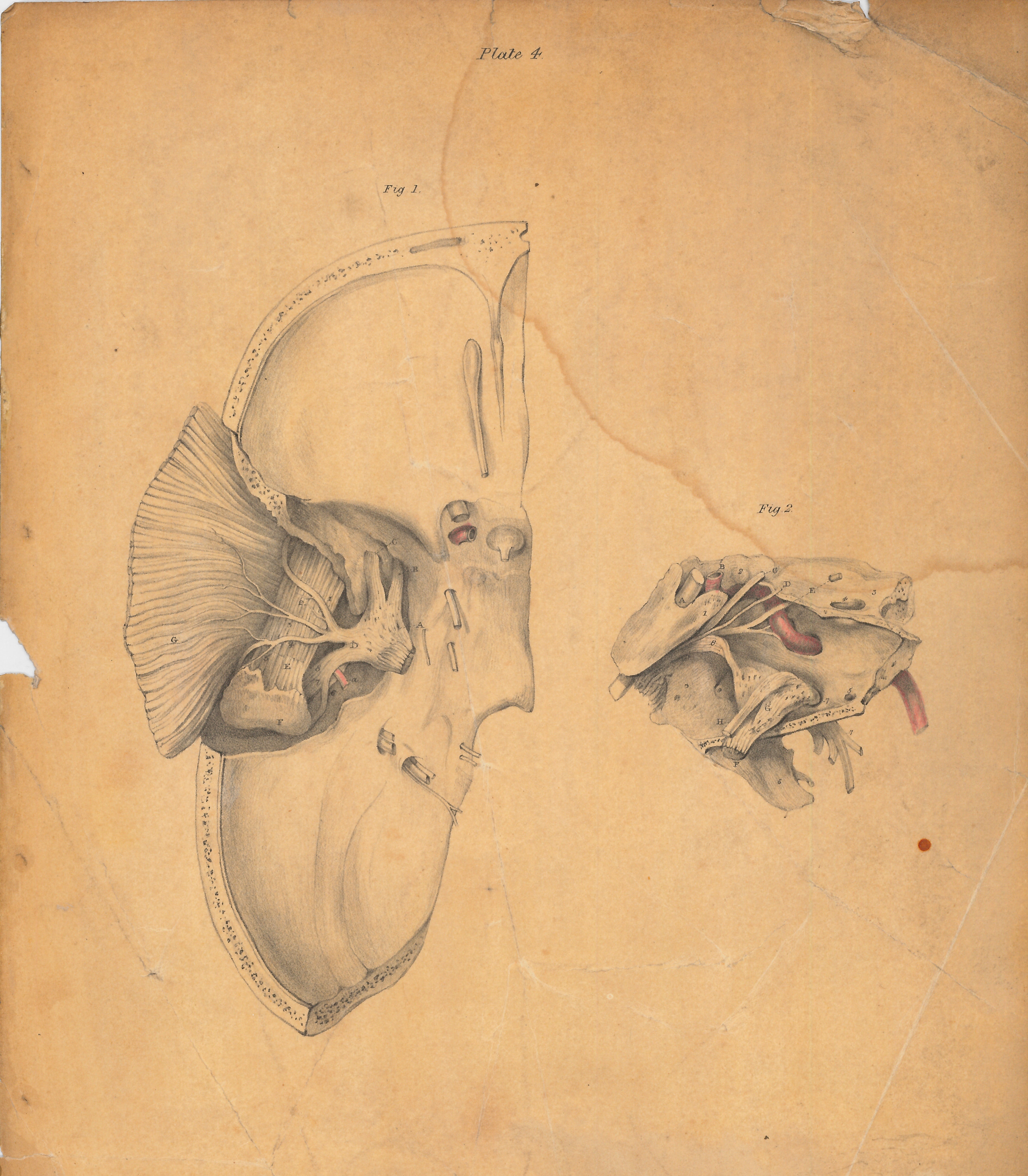 5232x5984 Fantastic Finds For Friday The Anatomical Drawings Of Andrew - Fantastic Sketches