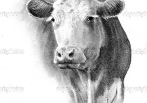 300x210 Pencil Drawings Of Cows Sketches Of Farm Animals Cow Pencil Sketch - Farm Animal Sketches
