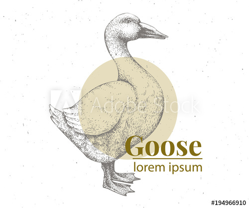 500x417 Vector Hand Drawn Goose Illustration. Retro Engraving Style - Farm Animal Sketches