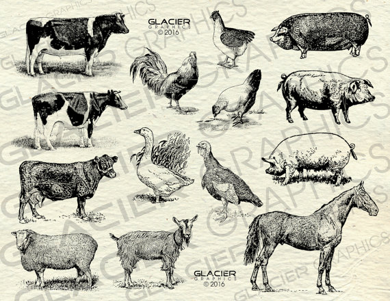 570x440 Vintage Farm Animal Illustrations Printable Farm Animals Clipart - Farm Animal Sketches