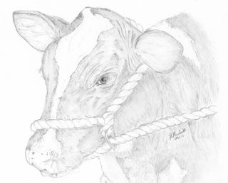 320x258 Animal Sketches.co.ukgallery - Farm Animal Sketches