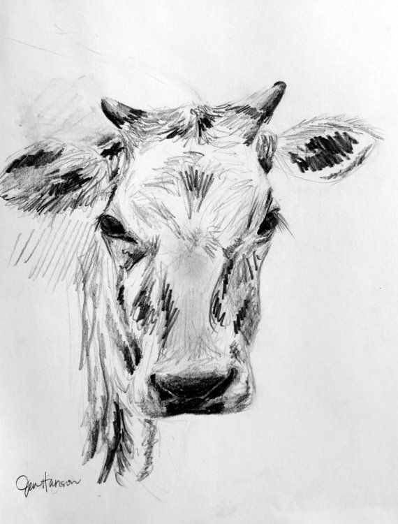 570x750 Cow Sketch Farm Animal Art Drawing By Jenniferhanson On Etsy - Farm Animal Sketches