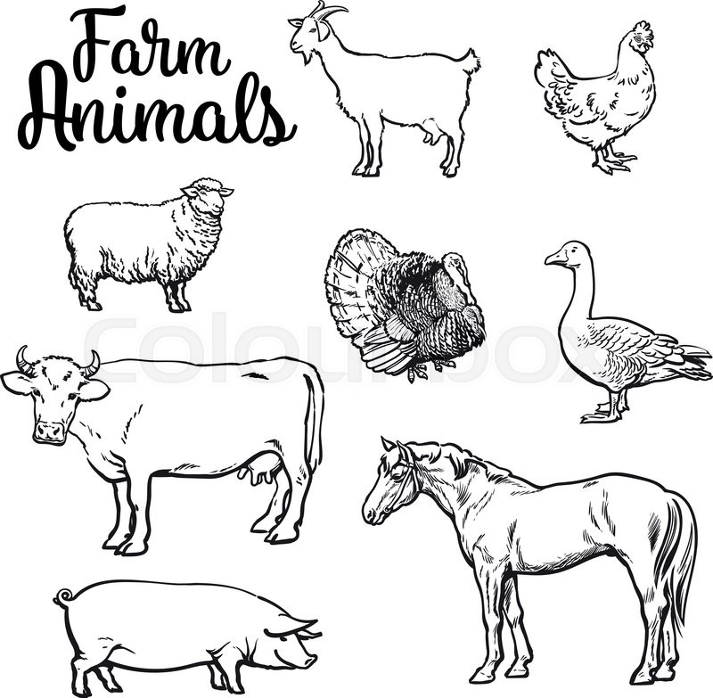 Farm Animals Sketch At Paintingvalley Com Explore Collection Of