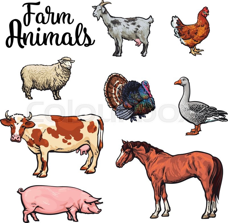 800x783 Farm Animals, Cow, Pig, Chicken, Goose, Poultry, Livestock Color - Farm Animals Sketch