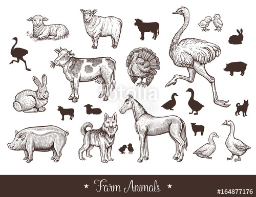 500x385 Farm Animals Handdrawn Vintage Set With Cow, Sheep, Pig, Horse - Farm Animals Sketch