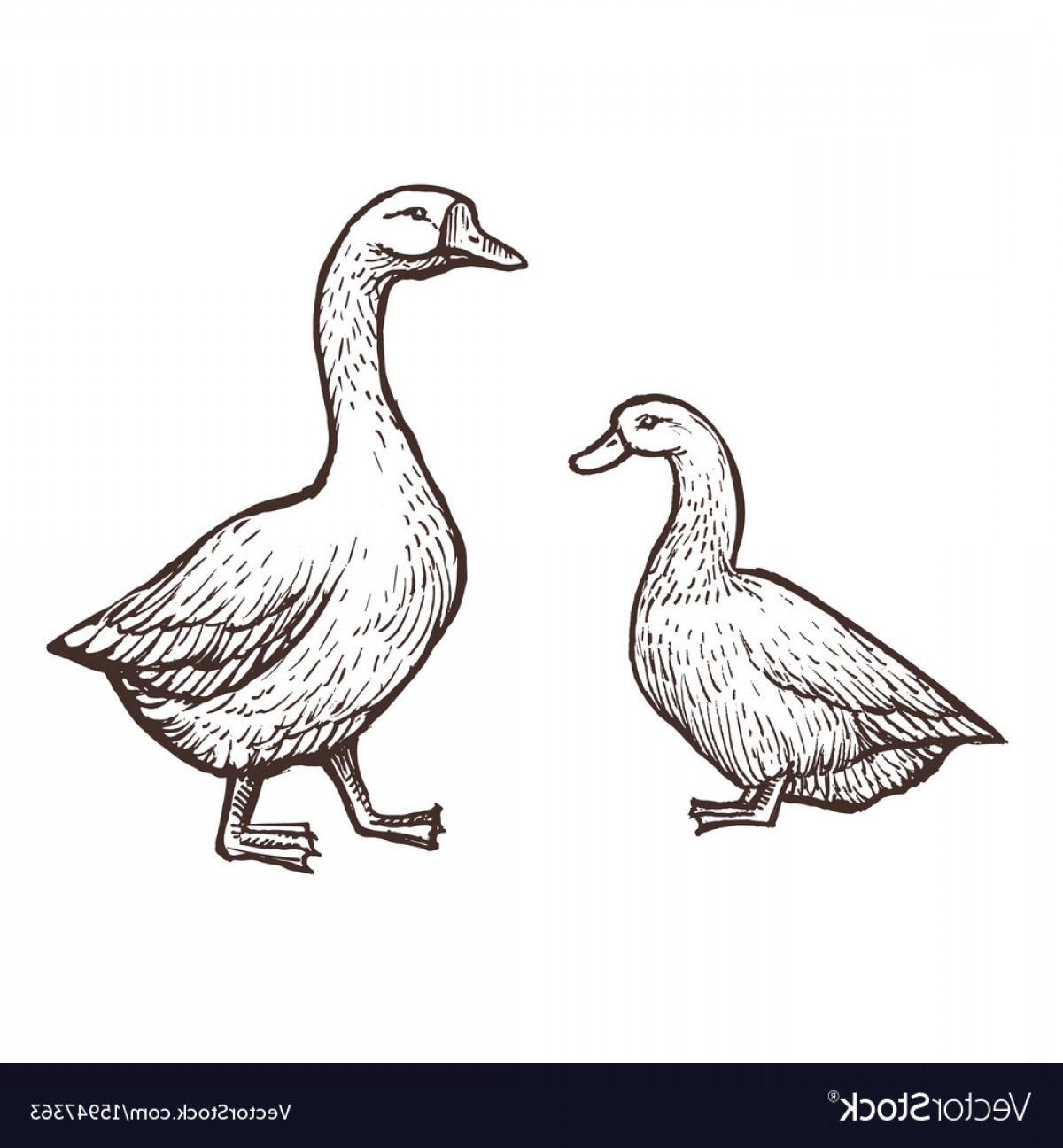 1200x1296 Goose And Duck Farm Animals Sketch Isolated Birds Vector Geekchicpro - Farm Animals Sketch