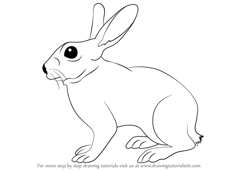 800x564 Learn How To Draw A Rabbit (Farm Animals) Step By Step Drawing - Farm Animals Sketch