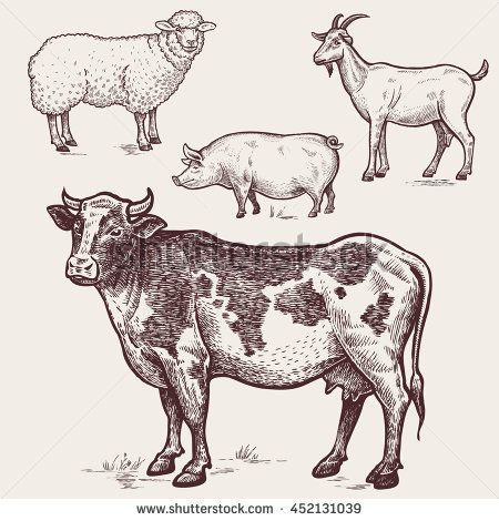 450x470 Set Animals - Farm Animals Sketch