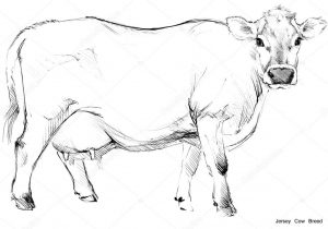 300x210 Sketches Of Farm Animals Photos Farm Animal Sketches, - Farm Animals Sketch