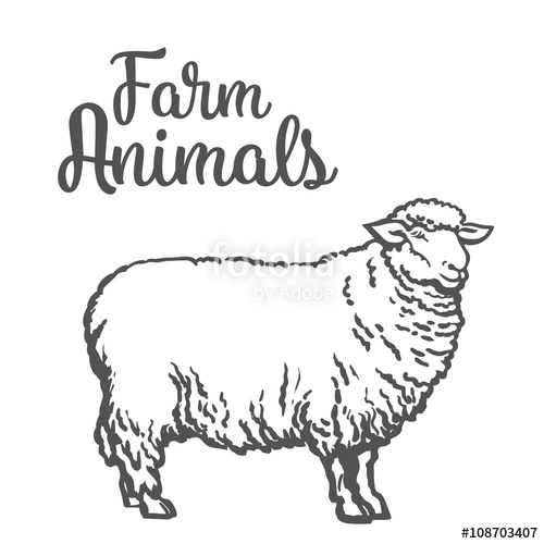 500x500 White Sheep Isolated, Vector Sketch Drawn By Hand On A Light - Farm Animals Sketch
