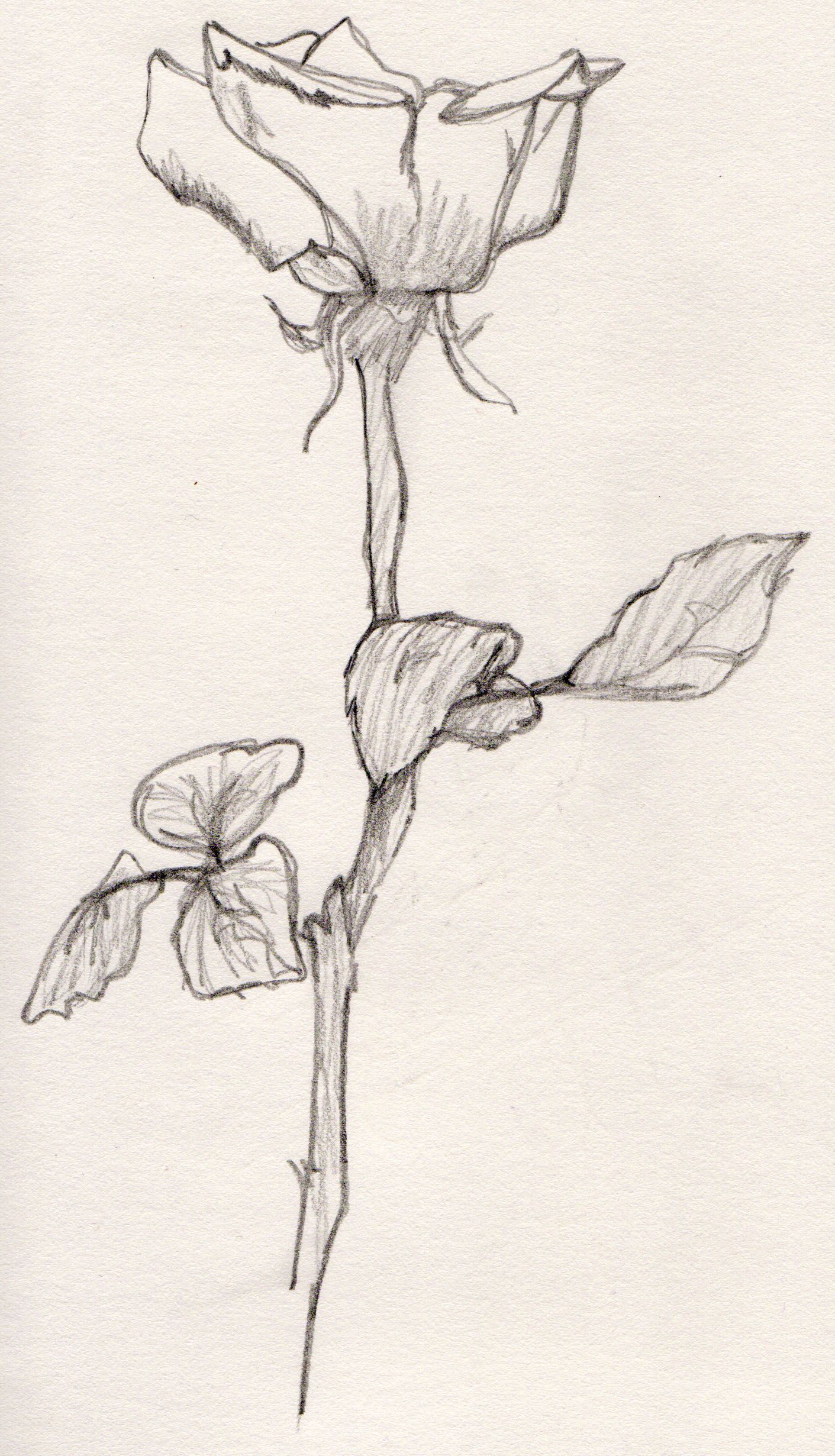 1411x2461 Fast Flower Sketch . . . - Fast Sketch
