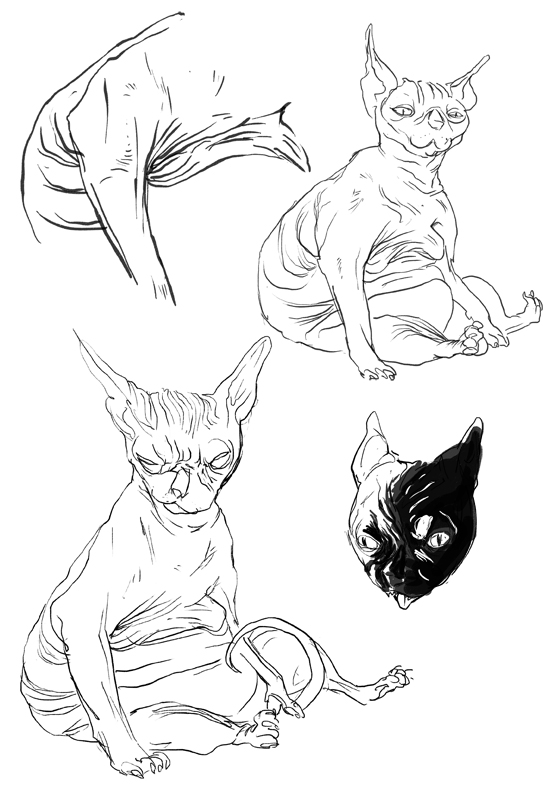 556x792 Fat Cat - Fat Cat Sketch