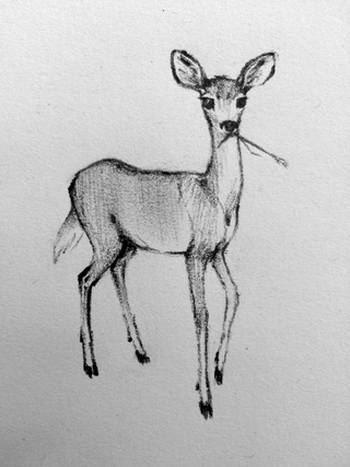320x427 Doe A Deer, A Female Deer. - Fawn Sketch