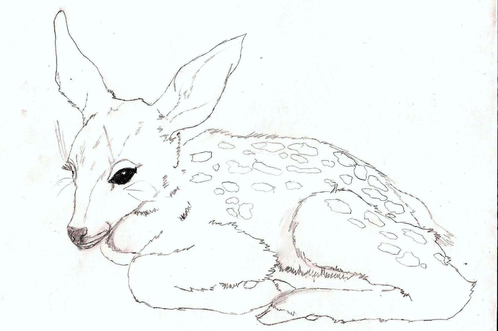 1599x1065 Fawn Sketch! C The Endless Forest - Fawn Sketch