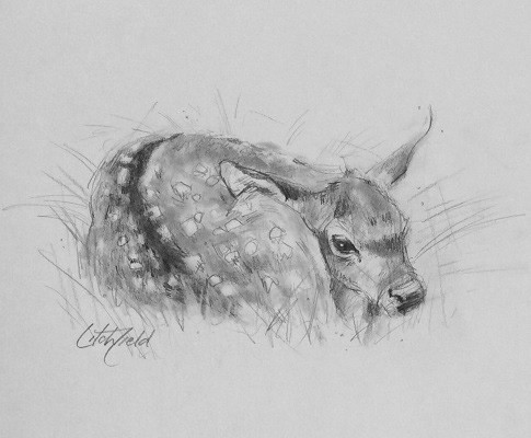 485x400 Fawn Sketch - Fawn Sketch