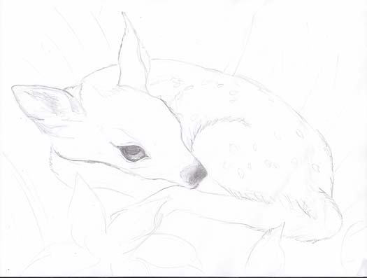 525x397 The Fine Art And Ramblings Of Lisa Isabella Russo A Sketch Of A - Fawn Sketch