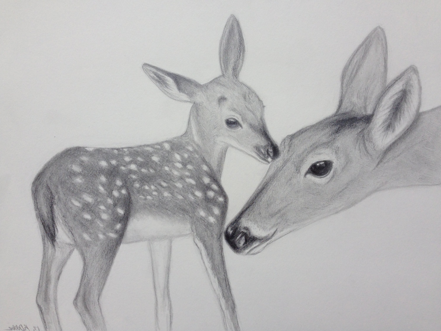 1500x1125 Deer Painting Pencil Sketch Deer Painting Pencil Sketch Deer - Fawn Sketch