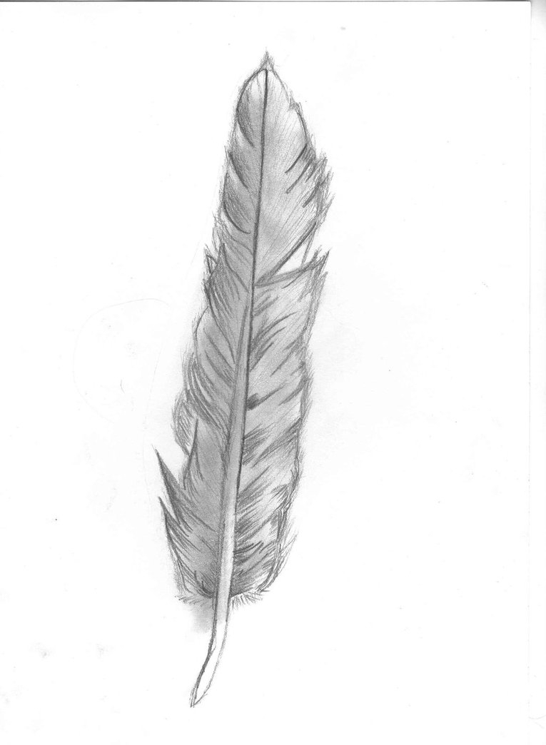 Featured image of post Pencil Drawings Of Feathers A time lapse of drawing a feather