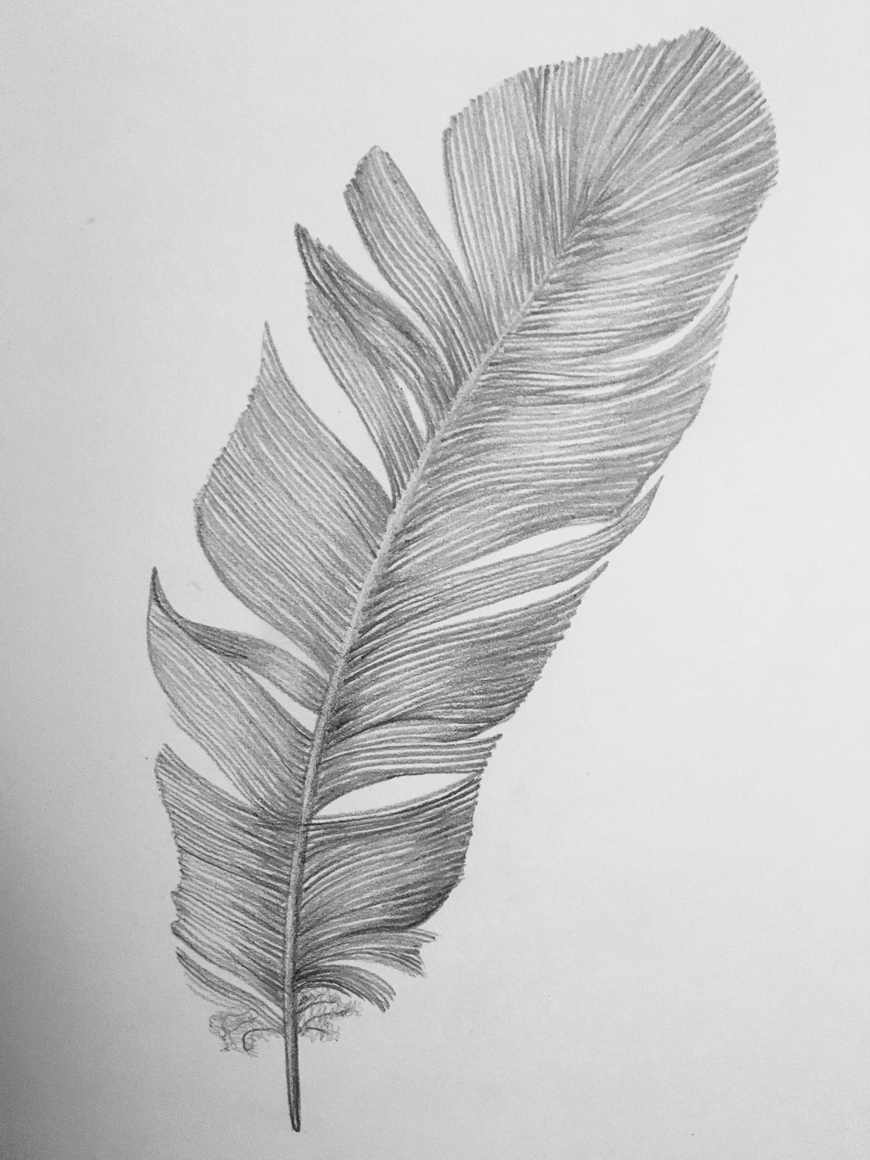 Feather Pencil Sketch at PaintingValley.com | Explore collection of ...