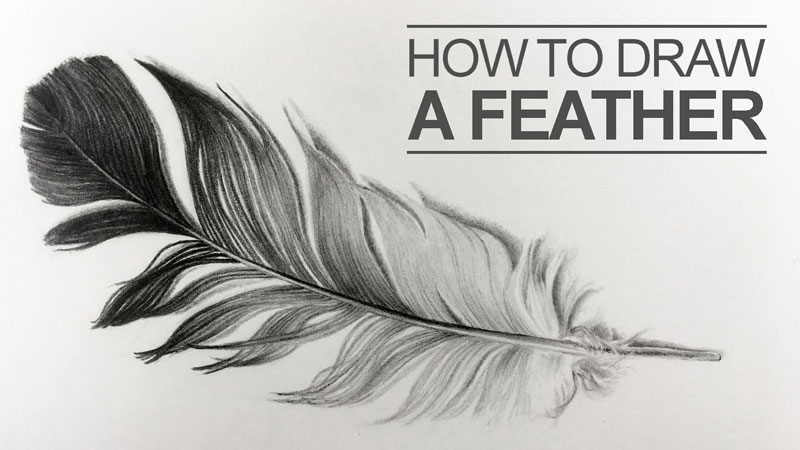800x450 How To Draw A Feather - Feather Pencil Sketch