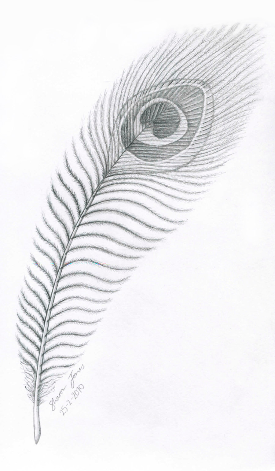 Feather Pencil Sketch at Explore collection of