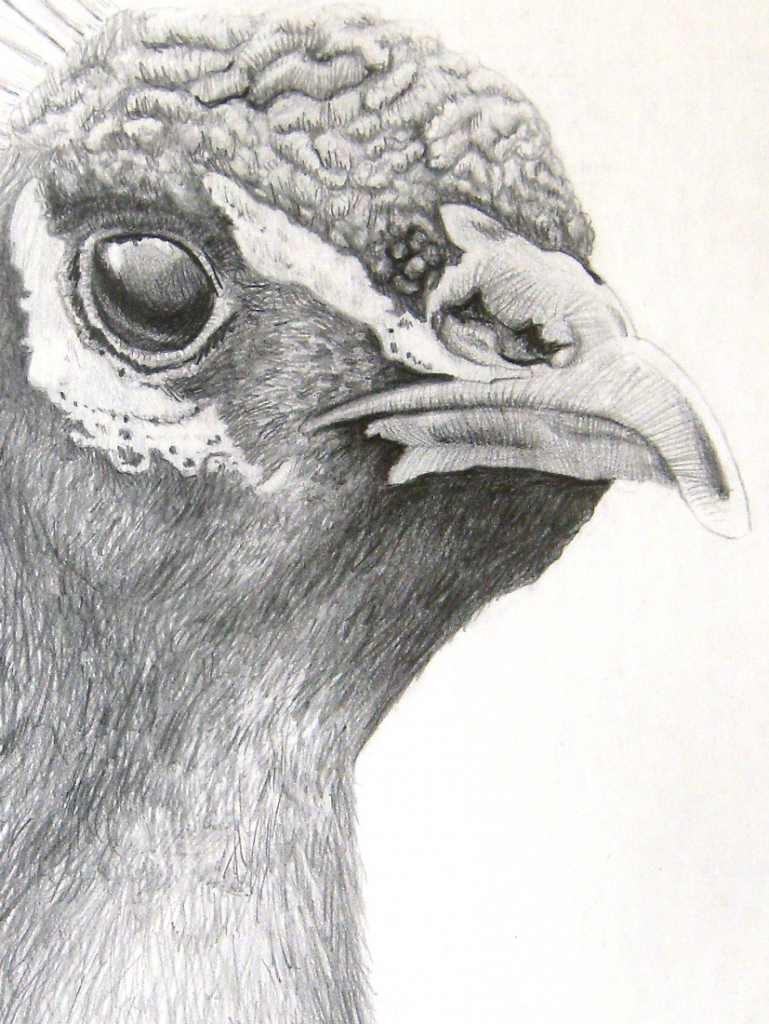 769x1024 Pencil Drawing Peacock Picsz Peacock Feather Pencil Drawing Image - Feather Pencil Sketch