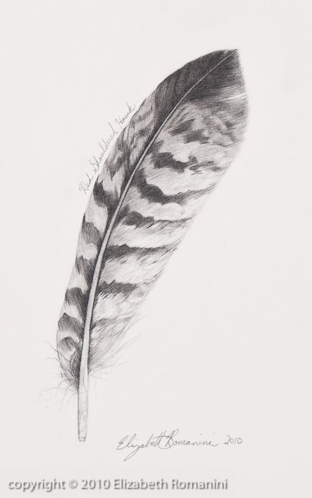 452x720 Drawn Feather Hawk Feather - Feather Pencil Sketch