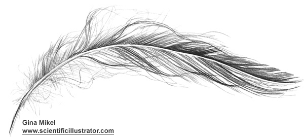 600x270 Feather, Pencil Drawing - Feather Pencil Sketch