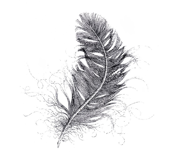 700x613 Feather Sketch Matthew Harding - Feather Sketch