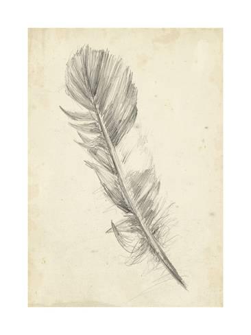 366x488 Feather Sketch I Prints By Ethan Harper - Feather Sketch