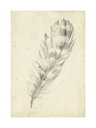 338x450 Feather Sketch Ii Art Print By Ethan Harper - Feather Sketch