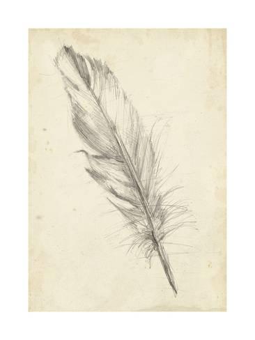 366x488 Feather Sketch Iii Posters By Ethan Harper - Feather Sketch