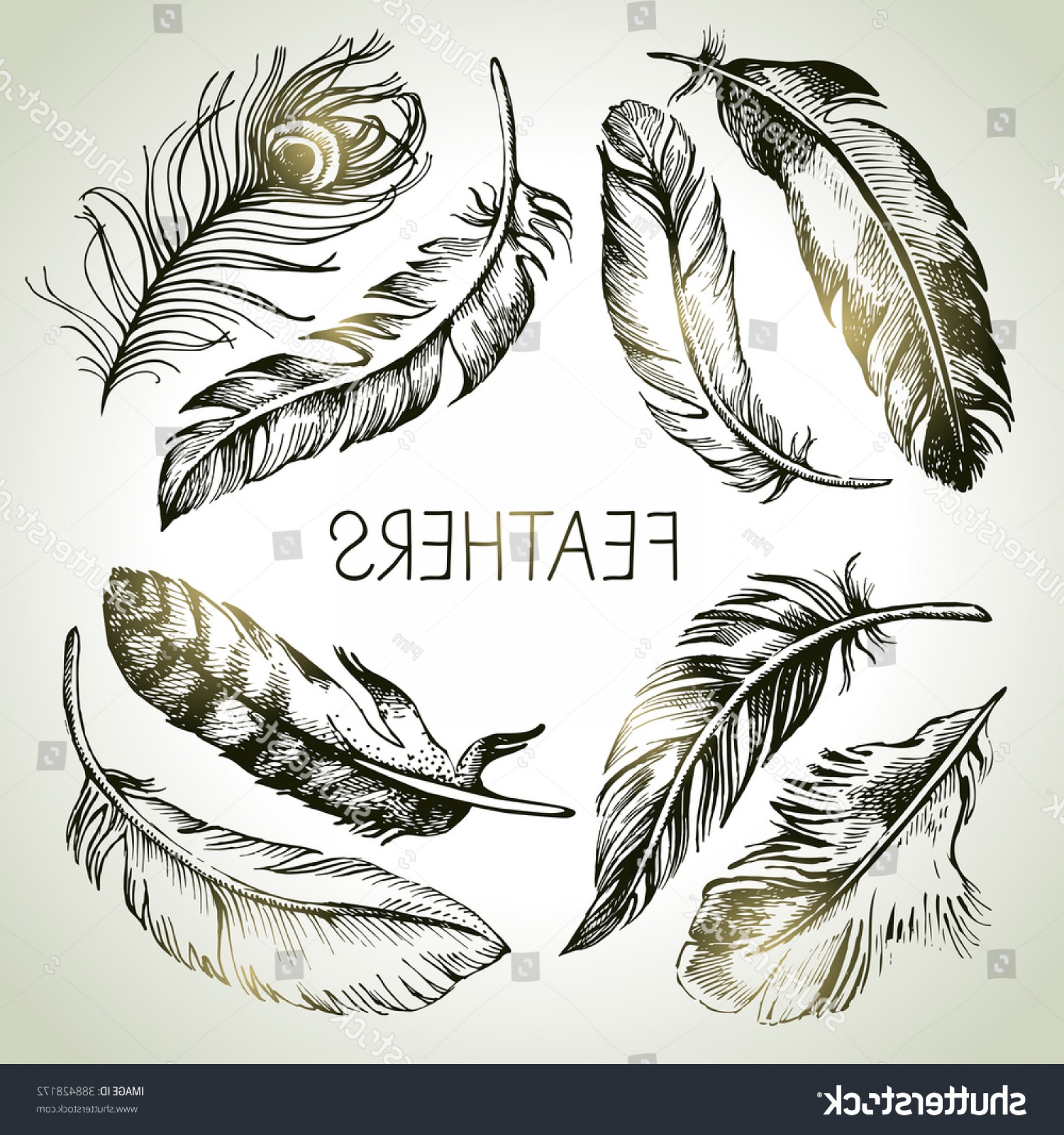 1800x1920 Feather Sketch Set Hand Drawn Vector Shopatcloth - Feather Sketch
