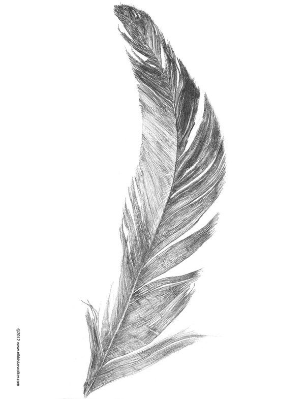 600x785 Feather Sketch By On @ - Feather Sketch