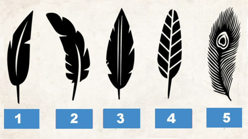 800x450 Aesthetics Say A Lot About A Person, So Choose The Feather Sketch - Feather Sketch