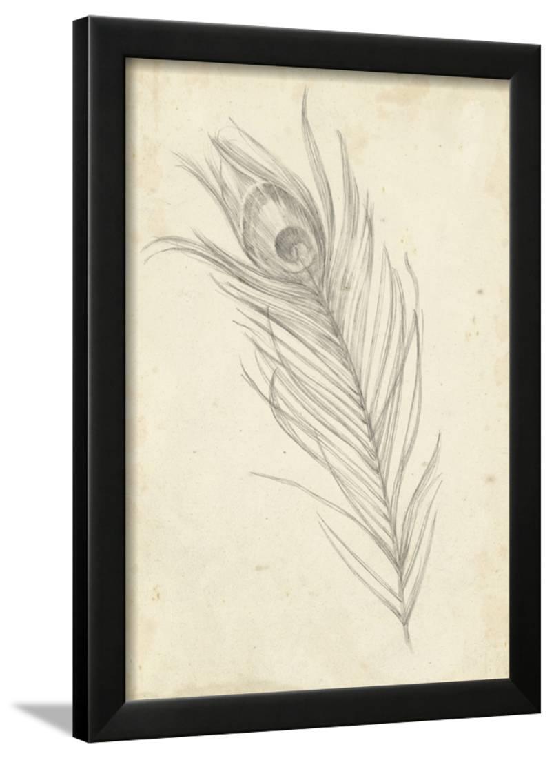 804x1100 Peacock Feather Sketch I Framed Print Wall Art By Ethan Harper - Feather Sketch