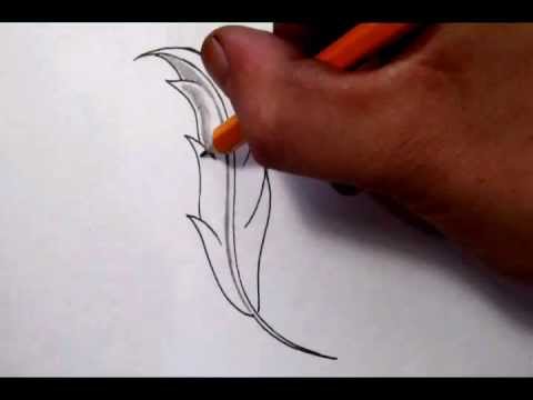480x360 Drawing A Feather - Feather Sketch