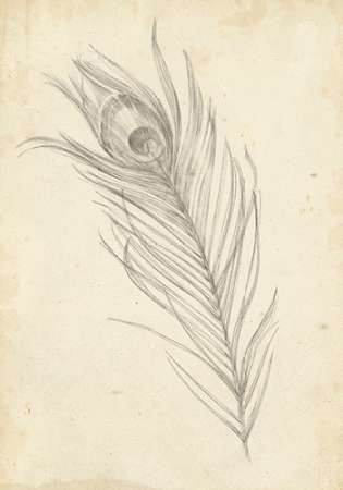 315x450 Peacock Feather Sketch I By Artist Harper, Ethan Illustration - Feather Sketch Art