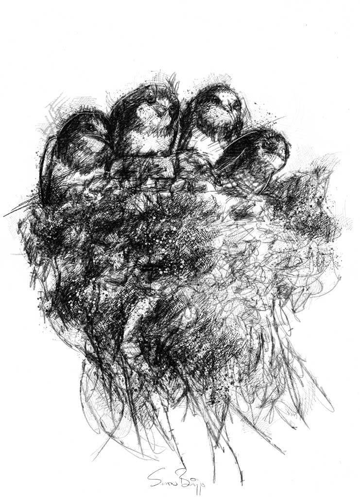 741x1024 Sean Briggs On Twitter Swallows Must Be Feeling Ready For Spring - Feeling Sketch