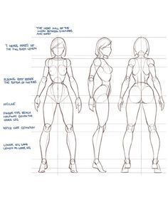 236x277 Male And Female Anatomy Reference Guide Drawing References And - Female Anatomy Sketch