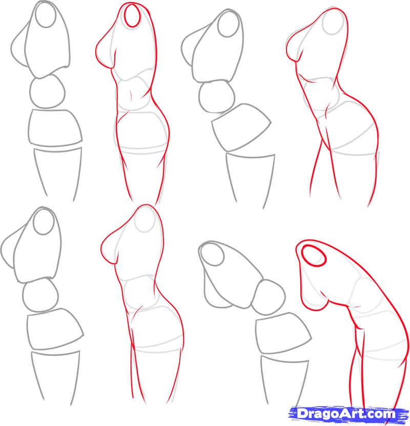 800x832 Collection Of Female Body Drawing Step By Step High Quality - Female Body Anatomy Sketch