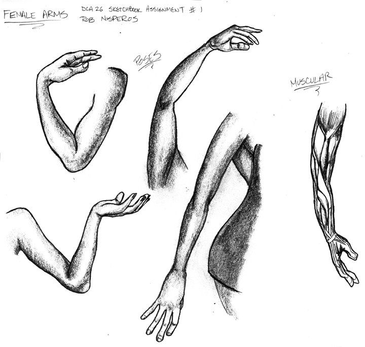 720x685 Collection Of Arm Drawing High Quality, Free Cliparts - Female Hand Sketch