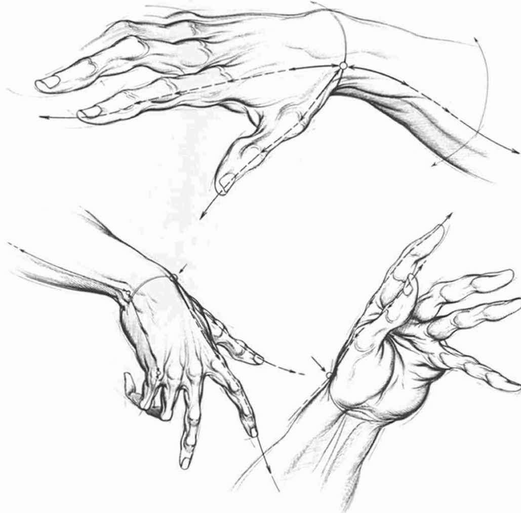 1029x1013 Proportions And Measurements - Female Hand Sketch
