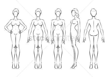 450x318 Free Human Body Stock Vectors Stockunlimited - Female Human Body Sketch