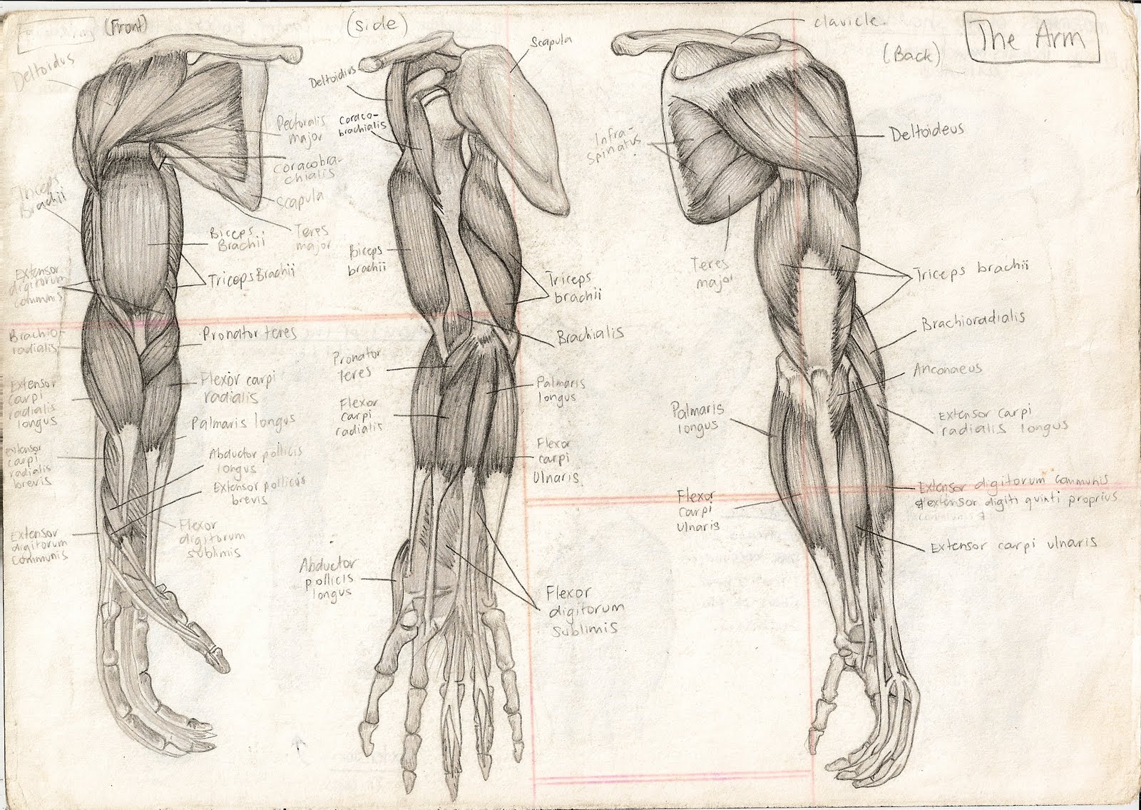 1600x1135 Collection Of Anatomy Of Human Body Drawing High Quality - Female Human Body Sketch
