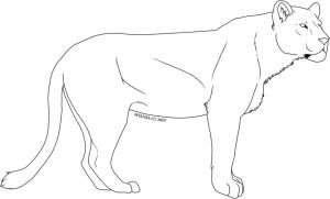 300x181 Female Lion Drawing - Female Lion Sketch