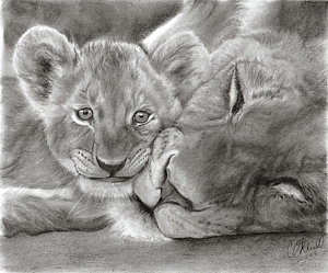 300x249 Female Lion Drawings Fine Art America - Female Lion Sketch